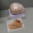 WICHEMI Human Brain Model - 8-Part Life Size Anatomical Model with Color-Coded Artery, Display Base for Science Classroom Study & Display