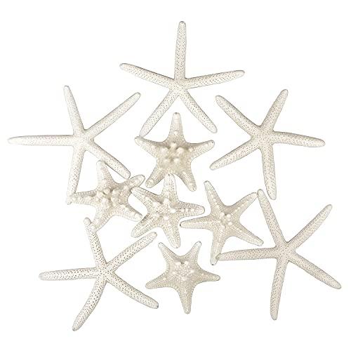 Jangostor 12 PCS Starfish 2-6 Inch Mixed Starfish Natural Seashells Starfish Star Fish Shells Decorations Perfect for Wedding Decor Beach Theme Party, Home Decorations, DIY Crafts, Fish Tank