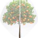 10 x 10 FT Large Fruit Tree Netting Bags Garden Plant Protector with Zipper and Drawstring Blueberry Bushes Netting Covers Plant Protection Mesh Net Bags from Insect Bug Cicada