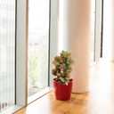 momoplant Artificial Croton Plant, 39inch Faux Fiddle Leaf fig Tree, Artificial Trees for Home Decor, Ficus Lyrata Tree with Plastic Pot, Silk Plants for Home Decor Indoor