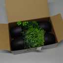 Der Rose Fake Plants 4 Packs Artificial Plants Small Faux Plants Black Bathroom Accessories for Halloween Bathroom Home Kitchen Coffee Table Office Desk Decor Indoor (Green)