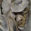 TaoQ C 30 PCS Oyster Shells 2"-3" Small Oysters Shells Natural Oyster Seashells for Crafts Beach Theme Party Fish Tank and Vase Filler Home Decoration