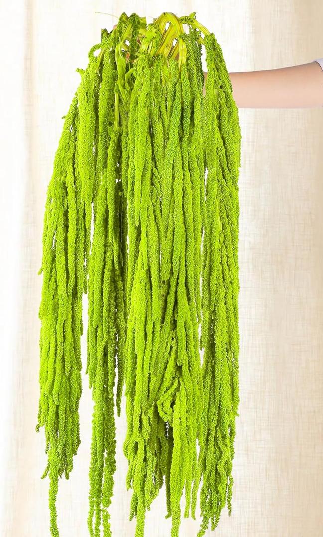 5Pcs Dried Amaranthus Hanging Flowers - 100% Natural 23 Neon Green Preserved Amaranthus Flowers for Wedding Arch, Floral Arrangment, Wall Hanging