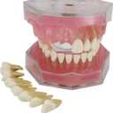 Dental Implant Teeth Model with Removable Teeth for Dental Professionals and Students