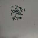 Honoson 180 Count 5 mm Winter LED Replacement Bulbs Bulk Wide Angle Winter LED Light Bulbs String Replacement Festival Light Garland Outdoor Tree Home Decoration (Green Base with Cold White Bulb)