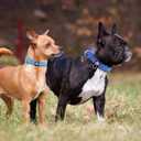 azuza 2 Pack Neoprene Padded Dog Collar for Medium Dogs, Reflective Dog Collar with ID Tag Ring, Adjustable Safe and Comfy Dog Collars,Royal Blue/Sky Blue,M