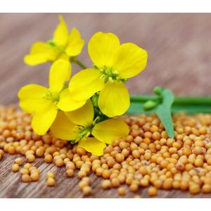 4 x 500+ Seeds Mustard - Vegetable Yellow