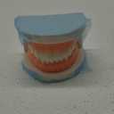 1 Pack Standard Teeth Model Adult Standard Typodont Demonstration Denture Model for Kids Dental Teaching, Clean Display, Education, Study (No Wisdom Teeth)(with 2 Fixed Wrench)