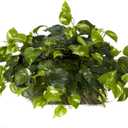 Nearly Natural 15in. Pothos Ledge Plant (Set on Foam) Silk Plant,Green