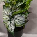 Villa Como 14.5" Artificial Plants Indoor Home Decor Small Faux Plant