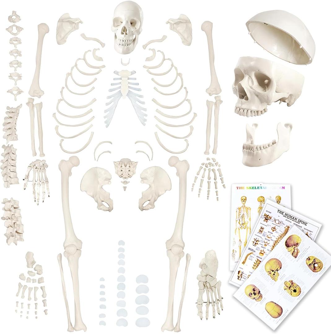 Evotech Disarticulated Human Skeleton Model For Anatomy 67 inch High, Full Size Skeleton Models with Skull, Spine, Bones, Articulated Hand & Foot, for Anatomy Medical Learning
