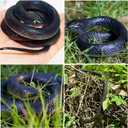 8 Pieces Large Realistic Rubber Snake Toys Fake Black Plastic Snakes That Look Real for Garden Props to Keep Birds Away, April Fools Day Prank Stuff Halloween Scary Toys, Large, Medium