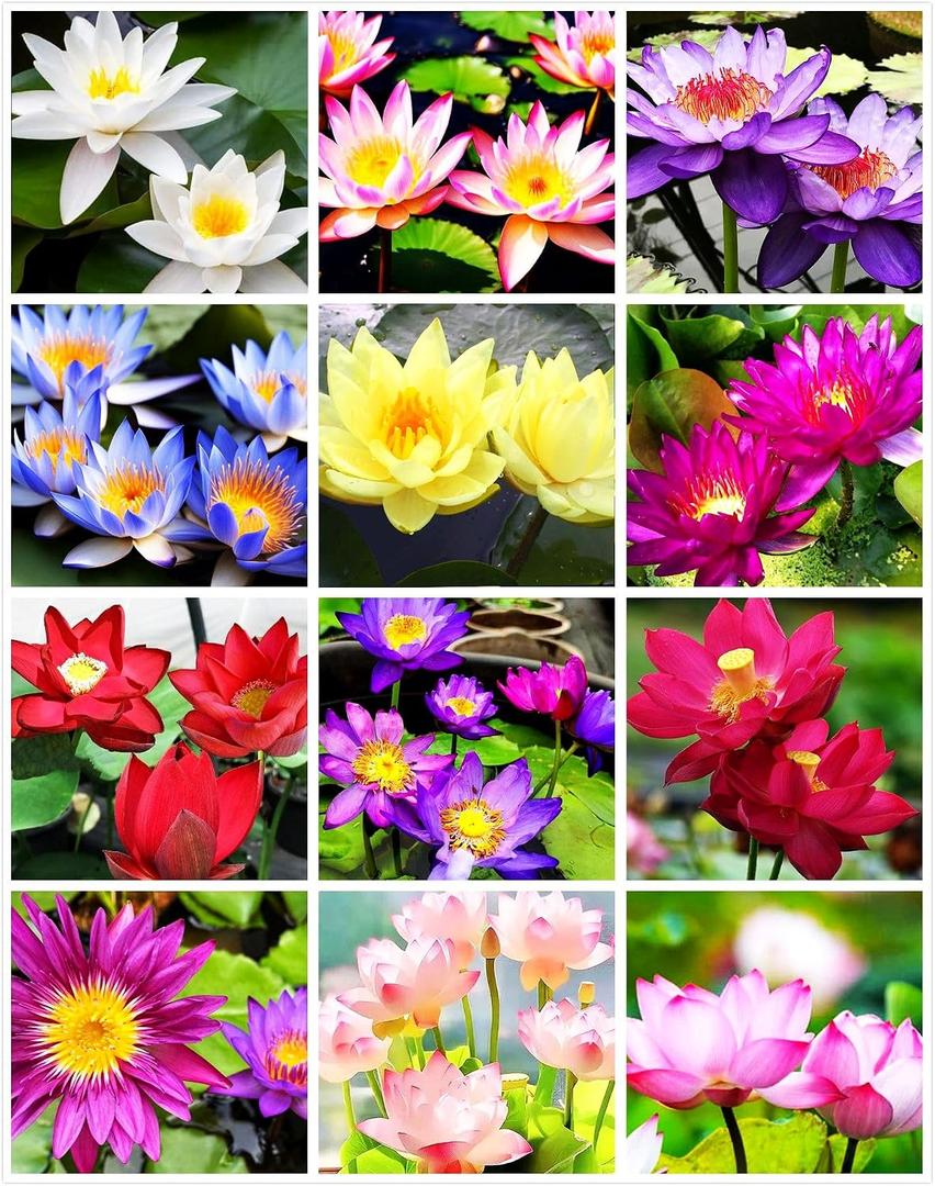 35 pcs Bowl Lotus Seeds Mixed Water Lily for Planting Water Features Bonsai (EXP 08/11/26)