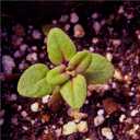 Seed Needs Wild Creeping Thyme Seeds to Plant Groundcover Flowers 2 Packs