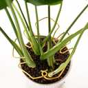 6PCS Monstera Plant Stem Support , Monstera Stabilizer Grapple Holder Unique Design for Turtle Shell Bamboo Clamp Set, Ideal Plant Support Stakes for Thriving Growth Indoor Climbing Plant (Gold),Set of 2