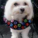 Puppy Bumpers Keep Your Dog on The Safe Side of The Fence - Rainbow Paw (Up to 10")