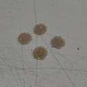 Round Handmade Bead Crystal Flower Decorative Cloth Sticker Decoration, Chest Flower/Hair Clip/Hair Accessory Decorative Material Diamond Decoration (White)