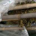 Artificial Bamboo Tree, 5 ft Fake Tree, Faux Silk Plant with Pot, Fake Plants for New Year Home Office Indoor Outdoor Decor, 5 Natural Bamboo Trunks