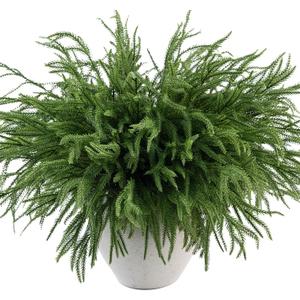 MISSPIN 12 Pcs 21.5 Inches Christmas Norfolk Pine Branches, Norfolk Pine Artificial Christmas Branches DIY Crafts Faux Pine Branches for Xmas Indoor Outdoor Home Decor