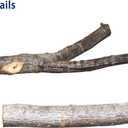 2pc Parrot Perch Stand with Suction Cup, Natural Wood Bird Perch, Adjustable 5.9 Inch for Small and Medium Birds, Promotes Healthy Beaks and Nails, fit for Bird, Cockatoo, Macaw, Parakeet