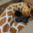 Jehlani The Giraffe - 18 Inch Stuffed Animal Plush