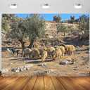 BELECO 7x5ft Fabric Old City Jerusalem Backdrop Sheep Grazing on Mount of Olives, Jerusalem Background Israel Theme Party Decorations Religious Belief Church Decor Photo Booth Studio Props