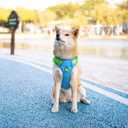 PHOEPET No Pull Dog Harness, Unique Colors Reflective Adjustable Dog Vest, with Soft Training Handle Metal Clips for Small Medium Large Dogs (Blue Base & Green Straps,M)