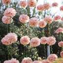 Pink Tissue Paper Pom Pom Garlands, Paper Flowers for Birthday Decorations, Baby Shower, Wedding Engagement, Bridal Shower, Spring Summer Party Decorations, 2 Pcs