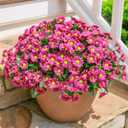 Daisy Artificial Flowers for Outdoors Winter Decoration, 6 Bundles Fake Mums Dark Red Silk Flowers for Outside Look Real UV Resistant Faux Flowers Plants for Planter Front Door Home Indoor Porch