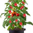Tomato Cages with Grow Bags - 50 Inches Tomato Trellis for Raised Garden Bed, 1-Pack Tomato Plant Support, with 10 Gallon Plant Grow Bags, Reusable and Height Adjustable