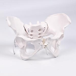 5.51 inch Life Size Female Pelvis Model with Removable Femur Heads, Flexible Ligaments & Articulated Joints, Anatomically Accurate Pelvic Bone Structure for Medical Education, Anatomy Study