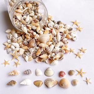 Wanwanzi 1200 PCS Tiny Sea Shells &10 Small Starfish - Mixed Ocean Beach Spiral Seashells for Fish Tank and Vase Filler, Beach Theme Party, Wedding Decor - DIY Craft Supplies