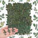 Fabbay 200 Pcs Real Dried Pressed Green Leaves Natural Rose Flower Dried Leaves Plant Greenery for Resin Art Arrangements Home Wedding Bouquets DIY Crafts Decors Card Scrapbooking