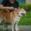 Hyhug Pets Adjustable Martingale Dog Collar with Quick Release Buckle, Colorfast, Heavy Duty, Anti-Escape, Training No Slip Puppy Collar. (Star, Extra Large)