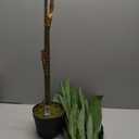 Nearly Natural 48in Dracaena Silk Plant (Real Touch) Green