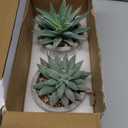 Der Rose Set of 2 Succulents Plants Artificial Fake Cactus Plants for Living Room Bathroom Bedroom Aesthetic Home Shelf Decor