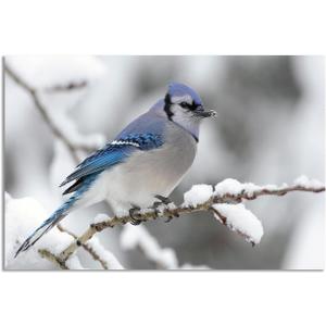 Sbemyenus Vintage Birds Poster Winter Retro Style of Canvas Wall Art Prints Printed Animal Poster Thrush Bird Snow Landscape Nature Photography for Living Room Office Bedroom, 12x18inches Frameless