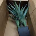 Nearly Natural Agave with Black Planter