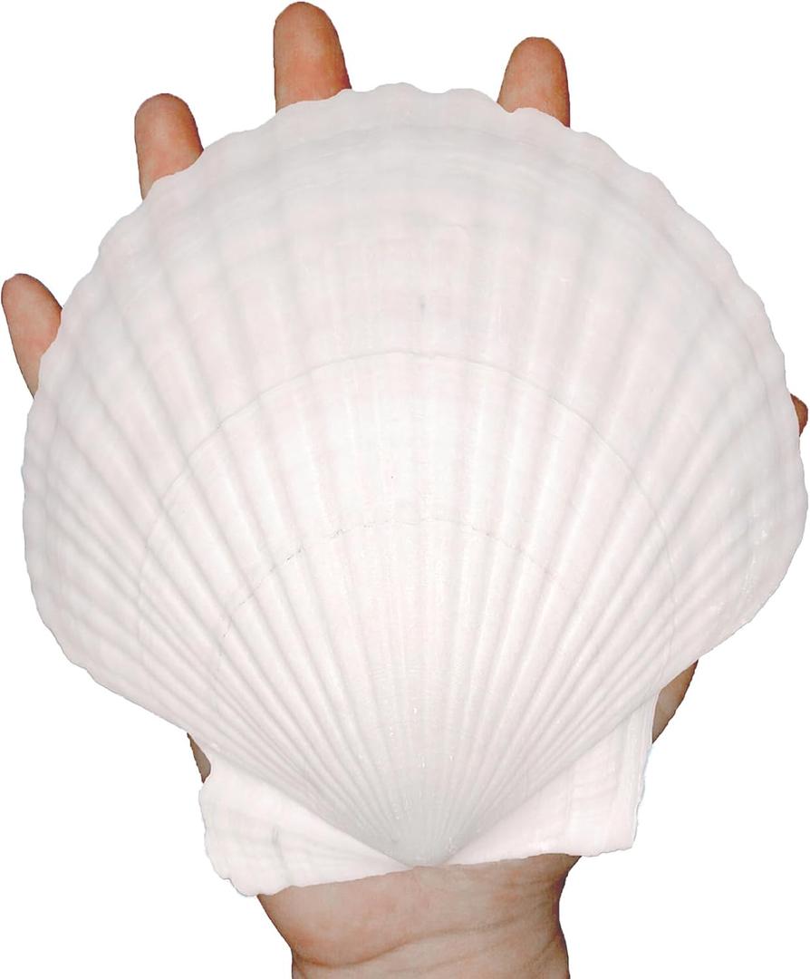 10PCS Large Natural Sea Shells for Crafts 4''-5'' White Scallop Shells Crafts for Home Decor-Seashells for DIY Painting Beach Wedding Decorations-Ocean Craft for Ocean Parties Home Fish Tank Decor
