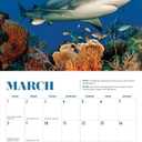 Shark Mini Wall Calendar 2026