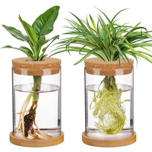 Biggun Plants Propagation Station - 2Pcs Desktop Plant Terrarium Glass Hydroponic Vases, Water Plant Jars, Gardening Gifts for Women Mom Plant Lovers (Thick Straight Shape, Separated Tray Style)