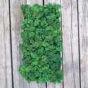 Preserved Reindeer Moss Natural Green DIY Kit Gardenning Art Wall Decor Florist Decor Easter Table Decor Wedding
