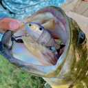 Catch Co Mike Bucca Baby Bull Shad Swimbait 3.75" 1/2 oz (One Size)