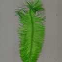 1 Pc Ostrich SPAD Feather Plume 13" - Lime