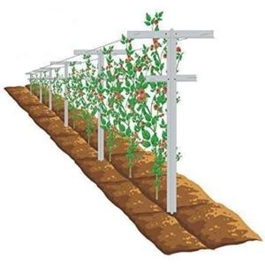 MRGARDEN 7-Feet Grape Vine Trellis 2pcs for Raspberry, Grape Vines, Outdoor Climbing Plants, Heavy Duty Fiberglass Stake Vineyard Trellis Rust-Proof, Easy to Install Garden Trellis