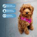 Best Pet Supplies Voyager Step-in Air Harness - All Weather Mesh, Reflective, No Pull Harness for Dogs, Cats - Secure with Hook & Loop Fastener, Buckle, Double D-Rings - Fuchsia, XXS