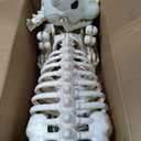 JOYIN 34” Halloween German Shepherd Skeleton, Life Size Plastic Dog Skeleton with Movable Posable Joints, Realistic Animal Bones for Haunted House, Graveyard, Indoor Outdoor Garden Party Decor