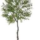Floisdace 7FT Artificial Olive Tree Tall Office Home Decor, 2300 Silk UV Protection Leaf Faux Olive Tree Plants Porch Decor, Fake Olive Trees with Fruit for Office Living Room Indoor Modern Decor
