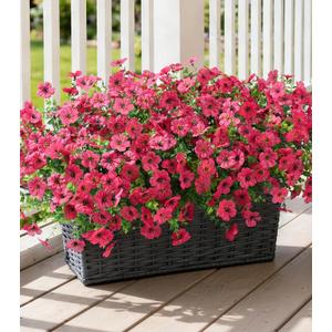 Ivydale Artificial Flowers for Outdoor 24 Bundles Fake Mums with Eucalyptus Leaves UV Resistant Silk Faux Daisy Flower Plant for Outside Home Porch Patio Window Box, Rose