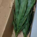 Nearly Natural 48in Dracaena Silk Plant (Real Touch) Green